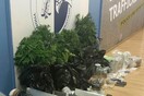 Διαμέρισμα στα Εξάρχεια είχε μετατραπεί σε «φυτεία» κάνναβης- Συνελήφθησαν δύο άτομα