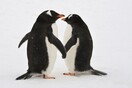 Γκέι ζευγάρι πιγκουίνων υιοθετεί ένα αβγό