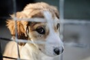 Τα βρετανικά pet shops θα απαγορεύεται να πουλάνε κουτάβια και γατάκια