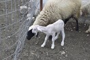 Χανιά: Κεραυνός σκότωσε ένα ολόκληρο κοπάδι από πρόβατα