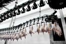 H βαρβαρότητα στα μεγάλα σφαγεία των ΗΠΑ - Πτηνά που παγώνουν μέχρι θανάτου ή βράζονται ζωντανά