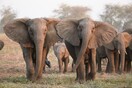 Τρεις αφρικανικές χώρες ζητούν να επιτραπεί το εμπόριο ακατέργαστου ελεφαντόδοντου