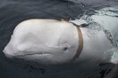 Μυστήριο στη Νορβηγία: Μήπως δεν είναι φάλαινα - κατάσκοπος η αρσενική μπελούγκα