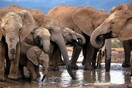 Τροφή για κατοικίδια κινδυνεύουν να γίνουν οι ελέφαντες στην Μποτσουάνα