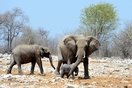 Η Ναμίμπια πουλάει ελέφαντες, καμηλοπαρδάλεις και άλλα άγρια ζώα λόγω ξηρασίας