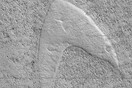 Η NASA φωτογράφισε αμμόλοφο στον Άρη που θυμίζει «Star Trek» - Βρίσκεται στην πεδιάδα «Ελλάς»