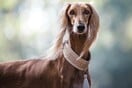 Γιατί τα σκυλιά με pedigree είναι τόσο ακριβά;