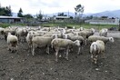 Γρεβενά: Βγάζουν σε ηλεκτρονικό πλειστηριασμό 200 πρόβατα για χρέη στον ΕΦΚΑ