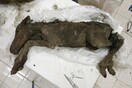 Νεαρό άλογο 42.000 ετών βρέθηκε θαμμένο στους πάγους της Σιβηρίας