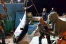 Ψάρεψαν γιγαντιαίο τόνο στη Νάξο - Ίσως ο μεγαλύτερος που έχει πιαστεί ποτέ