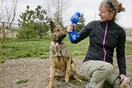 Εκπαιδευμένα σκυλιά παρέχουν τις υπηρεσίες τους για την προστασία της άγριας ζωής