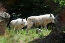 Αγέλη λύκων κυκλοφορεί στον δήμο νοτίου Πηλίου: Επιθέσεις σε ζώα & φόβος για τα παιδιά