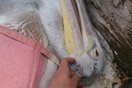 Νεκροί πέντε αργυροπελεκάνοι στη λίμνη Παμβώτιδα - Έκκληση για να μην πεθάνουν και άλλα πουλιά