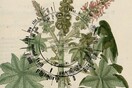 Botanic Fictions: Τι σχέση έχουν τα φυτά με την πολιτική;