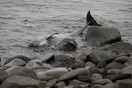 Δεκάδες φάλαινες-πιλότοι ξεβράστηκαν στις ακτές της νότιας Ισλανδίας