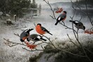 Στη Φινλανδία, ο χειμώνας είναι τόσο ζεστός που τα πουλιά παύουν να μεταναστεύουν