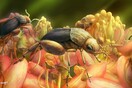Το αρχαιότερο απολίθωμα επικονίασης λουλουδιού από έντομο - Συνέβη πριν 99 εκατ. χρόνια