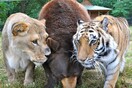 H ασυνήθιστη φιλία ενός λιονταριού, μιας τίγρης και μιας αρκούδας (βίντεο + φωτό)