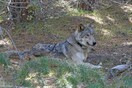 Θηλυκός λύκος ταξίδεψε χιλιάδες μίλια αναζητώντας ταίρι. Πέθανε πριν τα καταφέρει