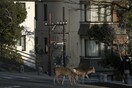 Κορωνοϊός: Άγρια ζώα στους δρόμους των έρημων πόλεων - Η καραντίνα άλλαξε τις ισορροπίες