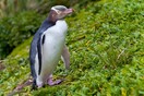 Ένας αντικοινωνικός σπάνιος πιγκουίνος είναι το φετινό «Πτηνό της Χρονιάς» στη Νέα Ζηλανδία