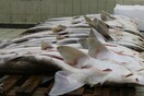 Τρώμε καρχαρία αντί για γαλέο – Πώς τα ταμπελάκια παραπλανούν τους καταναλωτές