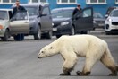 Οι πάγοι λιώνουν, οι άνθρωποι εξαπλώνονται και οι πολικές αρκούδες ωθούνται στον κανιβαλισμό