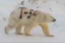 Η πολική αρκούδα που έβαψαν με σπρέι κινδυνεύει να μην ζήσει για πολύ