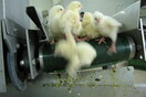 Η Γαλλία απαγορεύει την βάρβαρη μαζική σφαγή αρσενικών νεοσσών κοτόπουλων