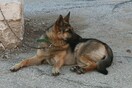 Κρήτη: Σκύλος οικογένειας δάγκωσε στο πρόσωπο 7χρονο - Στο χειρουργείο το παιδί