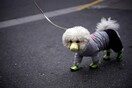 Το σκυλί που βρέθηκε να έχει «χαμηλά επίπεδα» του κορωνοϊού παραμένει σε καραντίνα στο Χονγκ Κονγκ