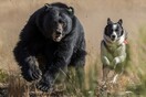 «Αρκουδόσκυλα» και στην Ελλάδα: Σκύλοι θα βοηθούν την συνύπαρξη ανθρώπου - αρκούδας