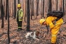 Τέιλορ: Η σκυλίτσα που σώζει κοάλα από τις πυρκαγιές στην Αυστραλία