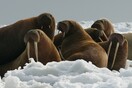 Θαλάσσιος ίππος βύθισε ρωσικό σκάφος στον Αρκτικό - Προστάτευε τα νεογνά του