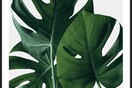 6 λόγοι που το φυτό σας μαραίνεται και πώς να το σώσετε