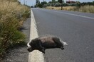 Ο θάνατος ενός ασβού στο Άργος