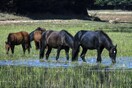 Δράμα: Νέο περιστατικό δηλητηρίασης αλόγου - Περιπολίες και κάμερες στους στάβλους