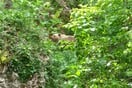 Μικρό Πάπιγκο: Νεαρή αρκούδα «επισκέπτεται» κήπο σπιτιού για να τραφεί