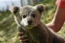 Επιχείρηση διάσωσης μικρής αρκούδας στην Εγνατία Οδό- Χωρίστηκε από τη μητέρα