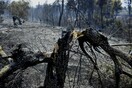 Φωτιά στην Κορινθία: Πέντε ημέρες μετά, καίνε ακόμη διάσπαρτες εστίες - Χωρίς ενεργό μέτωπο