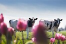 Η FrieslandCampina Hellas – NOYNOY πρόσφερε περισσότερα από 1.900.000 ποτήρια γάλα και 140.000 κύπελλα γιαουρτιού ΝΟΥΝΟΥ στην πανδημία