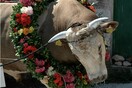 «Κόμμα για τα Ζώα»: Στη Λέσβο σφάζουν ζώα χωρίς αναισθησία σε πανηγύρια - Βαρβαρότητα και παρανομία