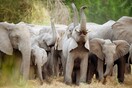 Η 6η μαζική εξαφάνιση συμβαίνει γρηγορότερα και ευθύνεται η ανθρωπότητα