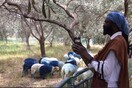 Sneak preview: Τα μπλε πρόβατα της documenta14 κάτω από τις ελιές