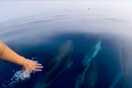 Το πιο όμορφο πράγμα της μέρας: 50 δελφίνια παίζουν στ' ανοιχτά της Ζακύνθου