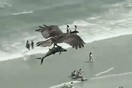 Viral βίντεο με γεράκι που πετά πάνω από παραλία με την «ψαριά» του