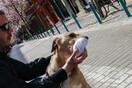 Γαλλία: Μην χρησιμοποιείτε απολυμαντικά σε σκύλους και γάτες, προειδοποιούν κτηνίατροι