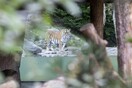 Ζυρίχη: Τίγρη σκότωσε φύλακα του ζωολογικού κήπου που μπήκε στο κλουβί