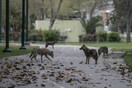 Κορωνοϊός: Με τους Ισραηλινούς σε καραντίνα, τσακάλια «κατέλαβαν» πάρκο του Τέλ Αβίβ