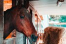 Γαλλία: Ανθρωποκυνηγητό για δύο υπόπτους που φέρονται να ακρωτηρίασαν άλογα